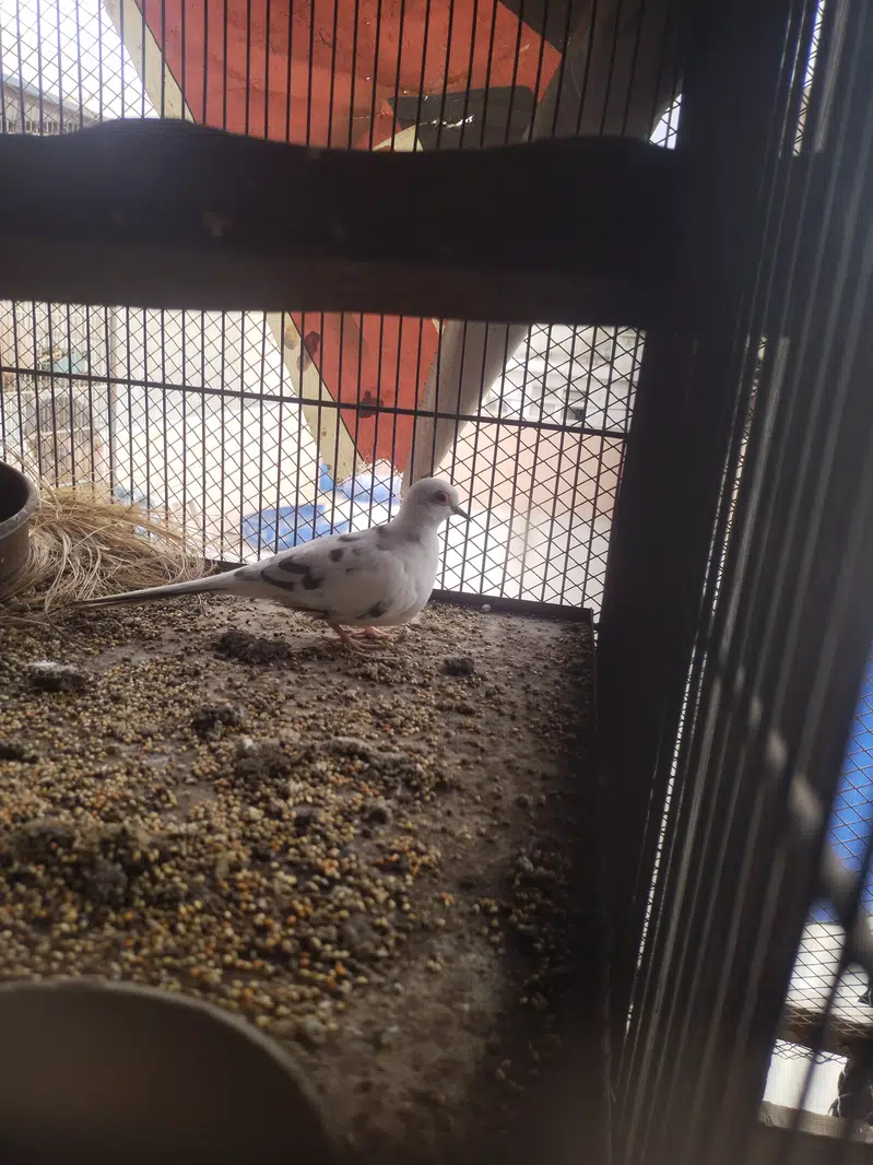 Pide Dove — photo 8
