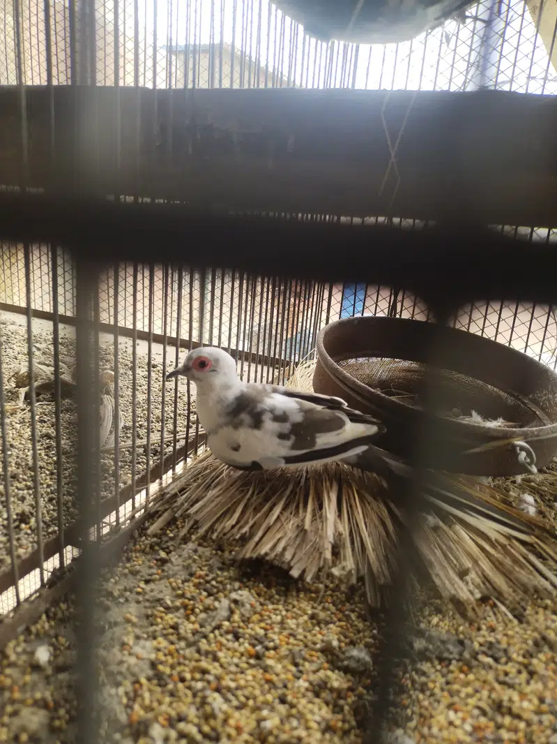 Pide Dove — photo 9
