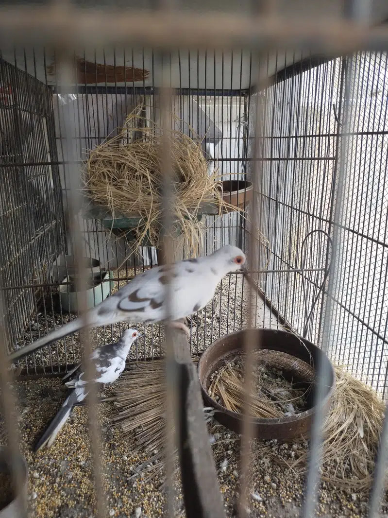Pide Dove — photo 11