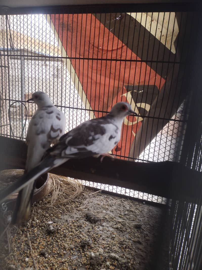 Pide Dove 12