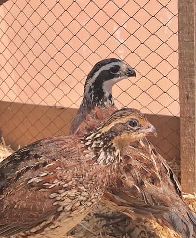 Quail Bob White Pair