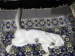 Persian