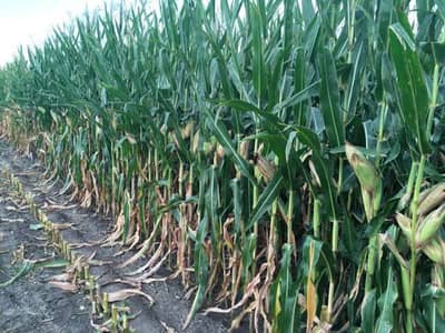 Corn Silage best quality