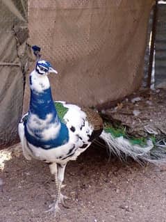 peacock