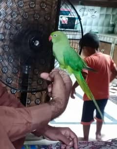 Green parrot pair handtame+talking) my whatsup number is 0323, 3419648