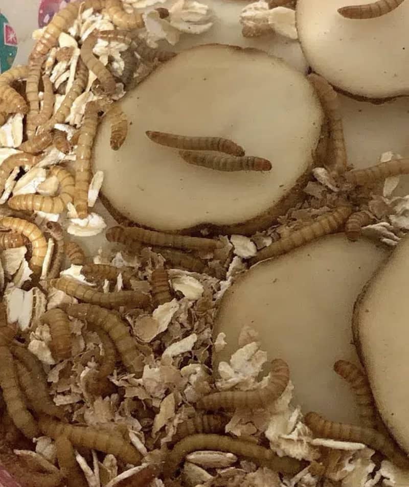 Rs. 6 Only Live Mealworms  Imported Bread 0