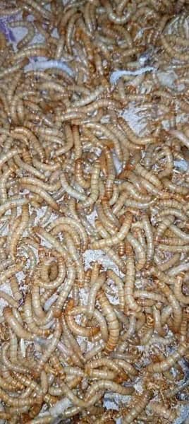 Rs. 6 Only Live Mealworms  Imported Bread 2