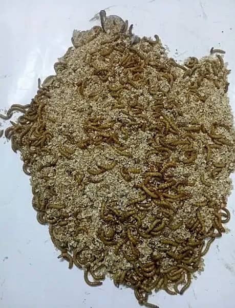 Rs. 6 Only Live Mealworms  Imported Bread 3
