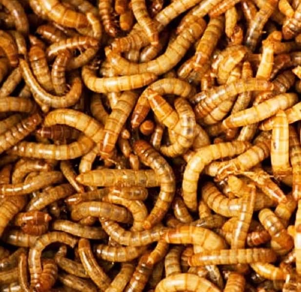 Rs. 6 Only Live Mealworms  Imported Bread 4