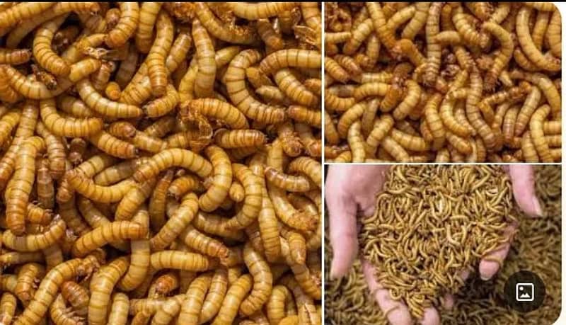 Rs. 6 Only Live Mealworms  Imported Bread 5
