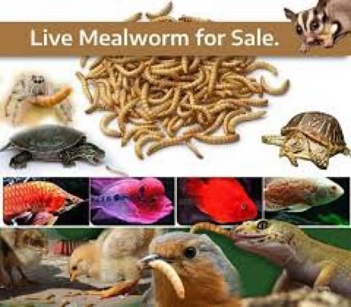 Rs. 6 Only Live Mealworms  Imported Bread 10