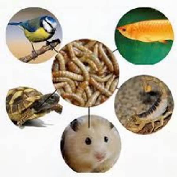 Rs. 6 Only Live Mealworms  Imported Bread 12