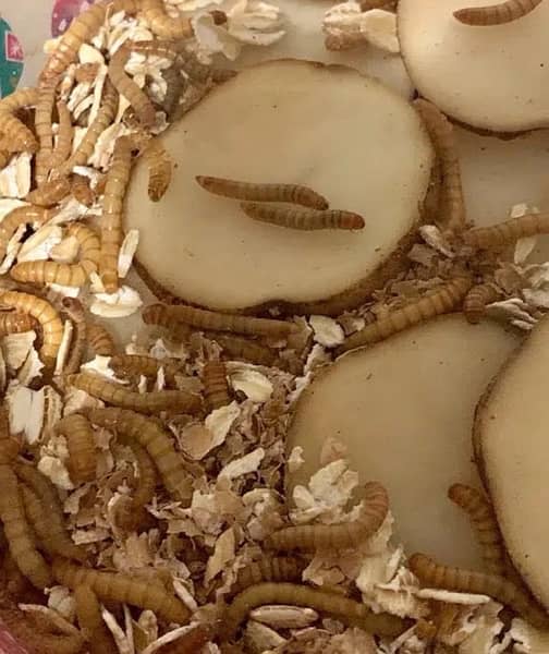 Rs. 6/- Only Live Mealworms Imported Bread 03228580862 0