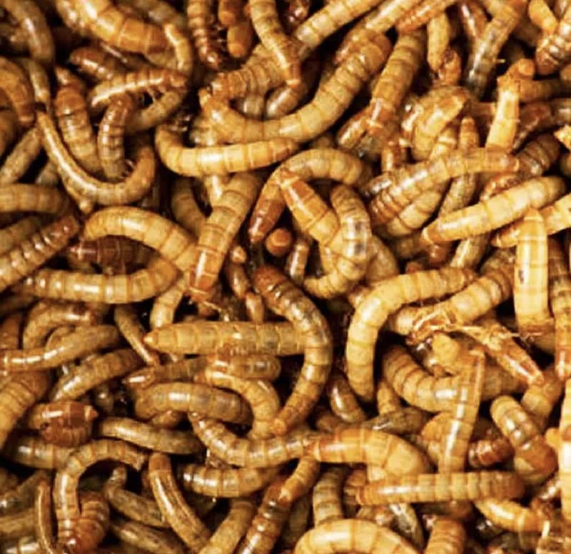 Rs. 6/- Only Live Mealworms Imported Bread 03228580862 2