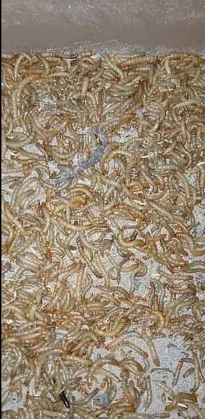 Rs. 6/- Only Live Mealworms Imported Bread 03228580862 4