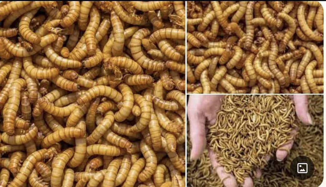 Rs. 6/- Only Live Mealworms Imported Bread 03228580862 6