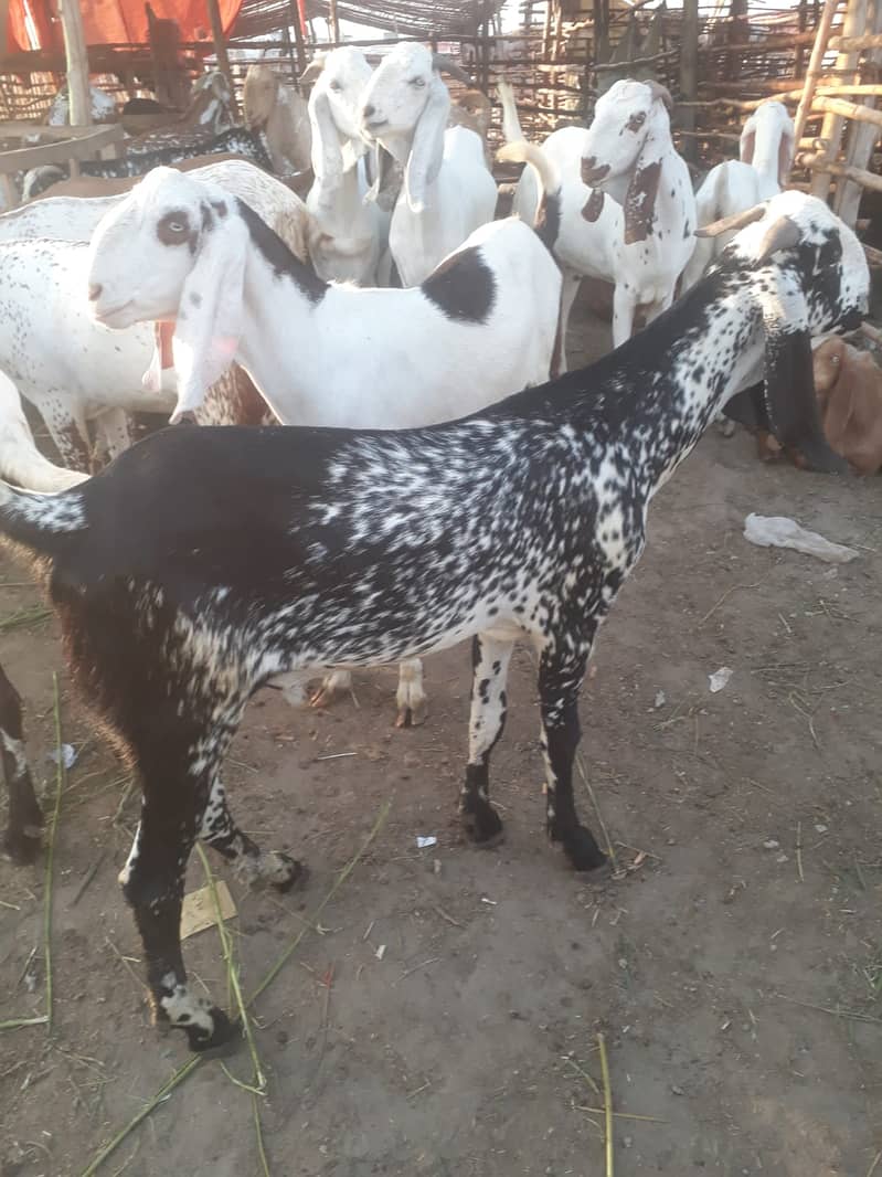 Goat For sale / Bakra / Sheep / 1000 per kg zinda / meat 0