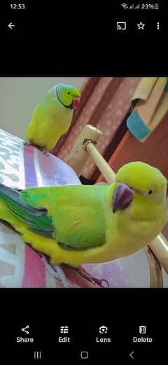 Ring Neck Parrots for Sale