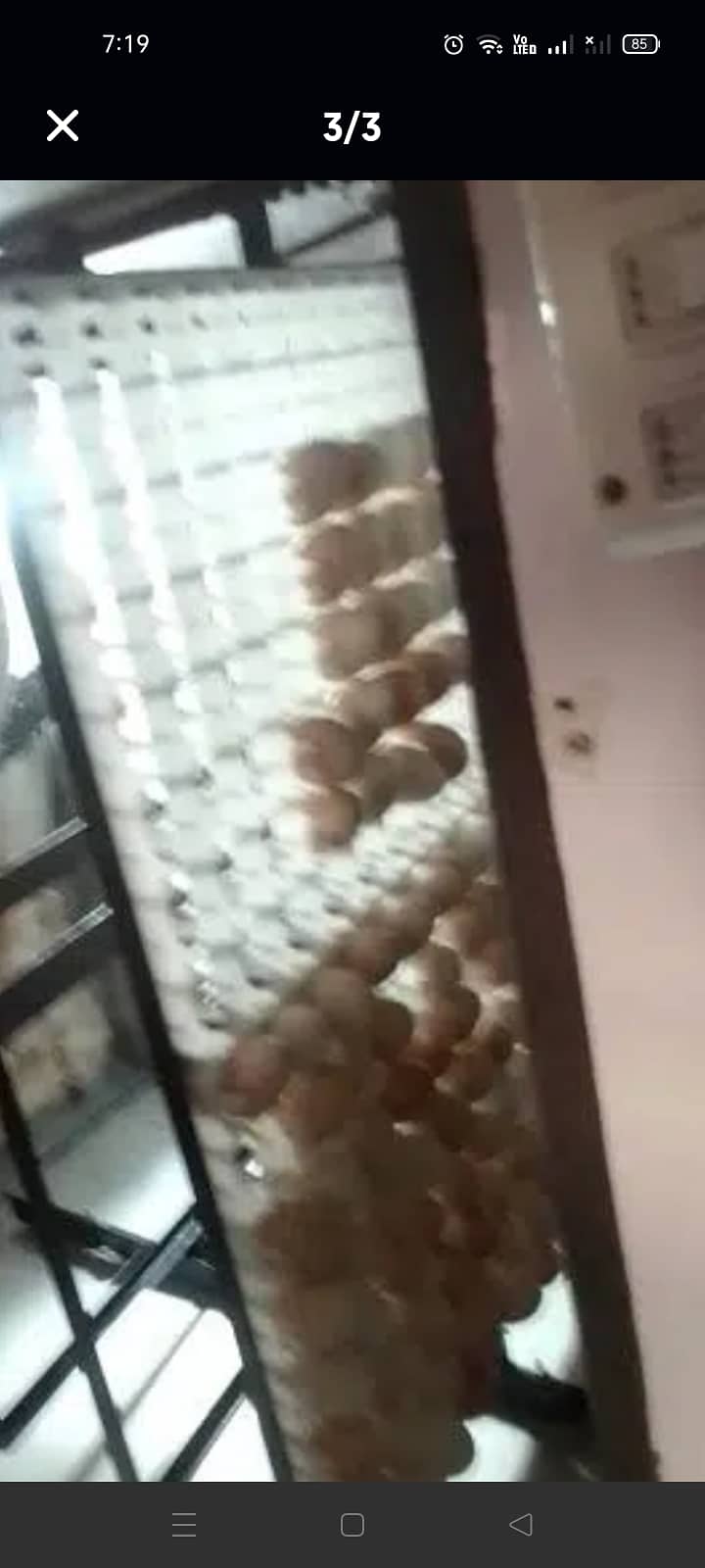 hen chicks incubator 3