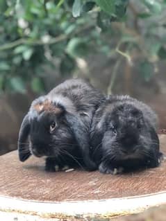Holland lop bunnies pair looking for a new home!
