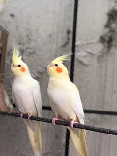 Cockatiel for deals sale olx