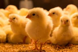 Broiler & Layer Chicks | Poultry Chicken Meat | White Egg Leghorn Hen