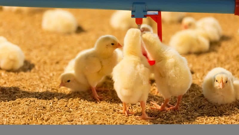 Broiler & Layer Chicks | Poultry Chicken Meat | White Egg Leghorn Hen 1
