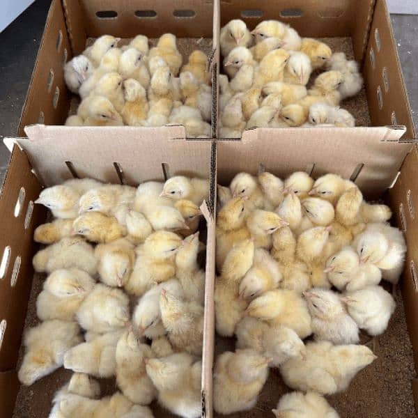 Broiler & Layer Chicks | Poultry Chicken Meat | White Egg Leghorn Hen 2