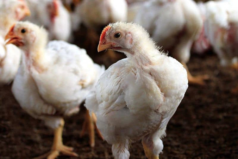 Broiler & Layer Chicks | Poultry Chicken Meat | White Egg Leghorn Hen 3