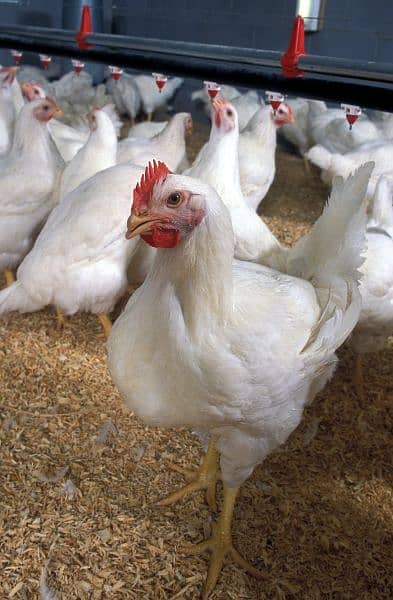 Broiler & Layer Chicks | Poultry Chicken Meat | White Egg Leghorn Hen 5