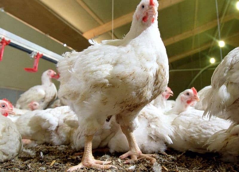 Broiler & Layer Chicks | Poultry Chicken Meat | White Egg Leghorn Hen 6
