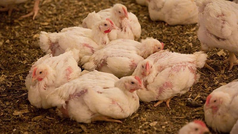 Broiler & Layer Chicks | Poultry Chicken Meat | White Egg Leghorn Hen 7