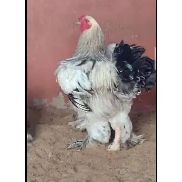 Brahma Chicken Ghana