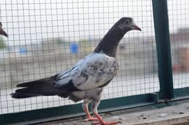 high flying pigeons/ Quality breeds Available