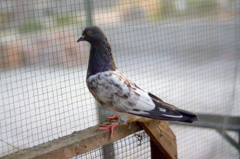 high flying pigeons/ Quality breeds Available 1