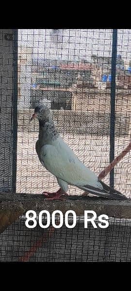 high flying pigeons/ Quality breeds Available 2