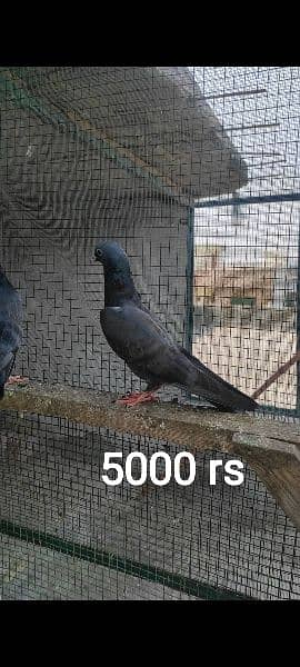 high flying pigeons/ Quality breeds Available 3