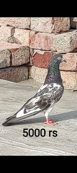 high flying pigeons/ Quality breeds Available 4