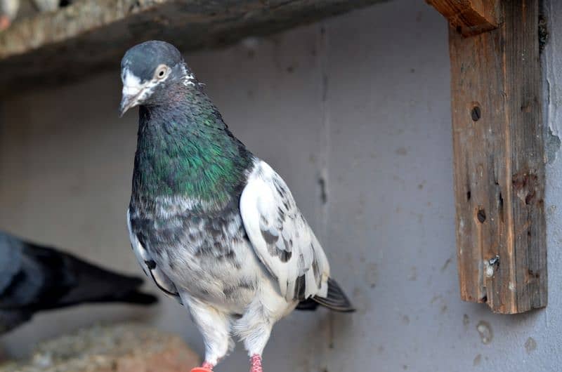 high flying pigeons/ Quality breeds Available 5