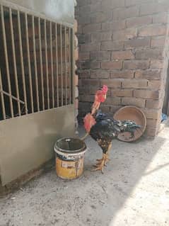Pure Ganoi Madasgcar Aseel breeder Cock/Murga for sale