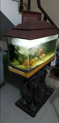 fish & Aquarium  new hai