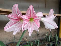 Amaryllis Plants and Varieties of plant pots available