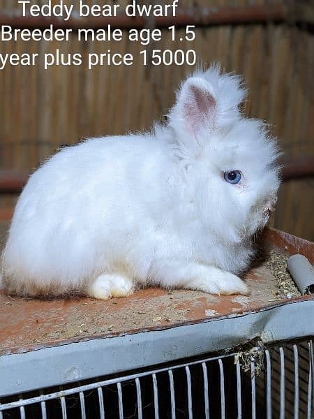 Hotot Dwarf male bunny fancy rabbit extreme Quality Father imported 1
