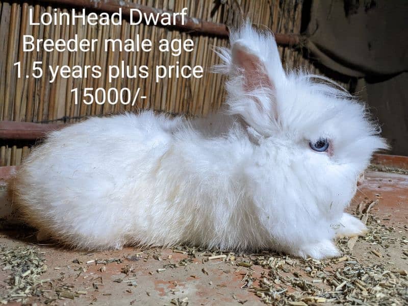 Hotot Dwarf male bunny fancy rabbit extreme Quality Father imported 2