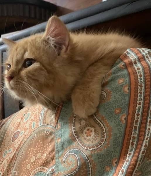 ginger persian kitten for sale Cats 1076696885