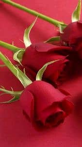 Munir Hussain