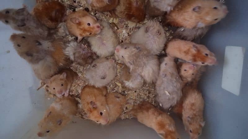 HAMSTER Free Basket + Bedding + Food 4