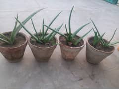 Aloe vera plants for sale. 
Available in diffrent Ages