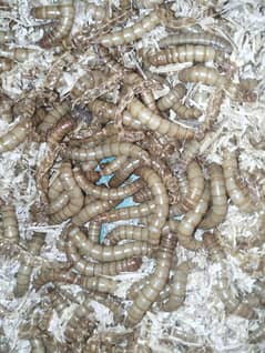 Mealworms US Breed full size
