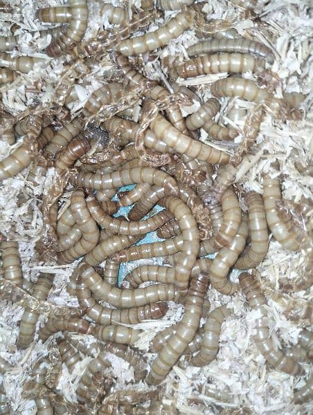 Mealworms US Breed full size 0